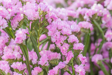 Pink limonium and green branches，Limonium sinense (Girard) Kuntze