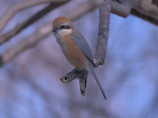 Shrike staying on a branch 
