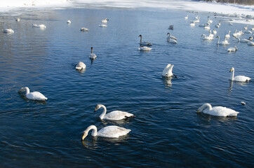 white swans and ducks swim on the lake
