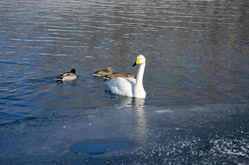 white swan and ducks swim