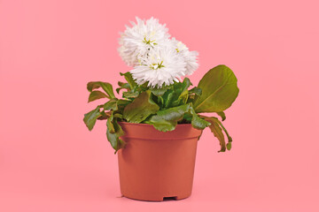 Blooming white daisy 'Bellis Perennis' spring flowers in flower pot on pink background