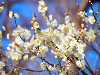 梅の花