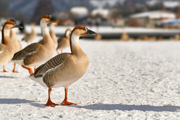 Swan gooses  snow along the River Neckar in Heidelberg. Originally migratory birds that stayed in the cold European weather
