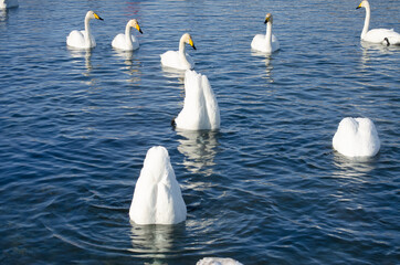 swans dive into the water. protruding butts of swans from the water.