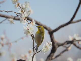 梅の枝に止まるメジロ