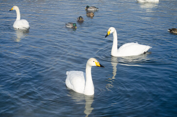 white swans. winter lake. lake with swans. swans and ducks swim on the water