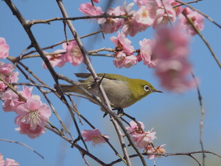 梅の枝に止まるメジロ