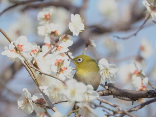 梅の枝に止まるメジロ