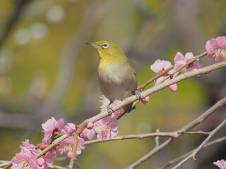 梅の枝に止まるメジロ