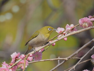 梅の枝に止まるメジロ