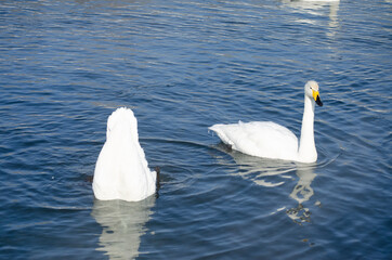 swans dive into the water. protruding butts of swans from the water.