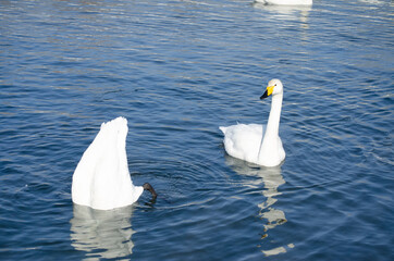 swans dive into the water. protruding butts of swans from the water.
