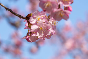 青空を背景にした早咲きの河津桜の花と蕾