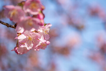 青空を背景にした早咲きの河津桜の花と蕾