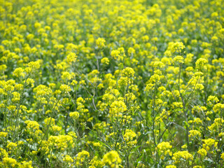 菜の花畑