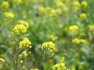 菜の花畑菜の花アップ
