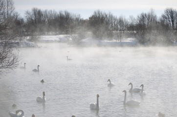 white swans. winter lake in the fog. lake in the fog with swans. a flock of swans swims on the water