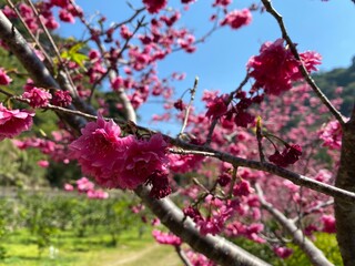 Latest Cherry Blossom use as premium poster in front of blue sky. Japanese Sakura in Springtime UltraHD Wallpaper. Blossoming cherry trees with their pink over nice blue sky with the bright sun.