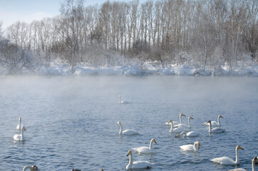 white swans. winter lake in the fog. lake in the fog with swans. a flock of swans swims on the water