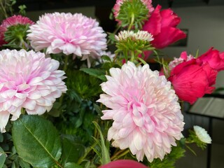 CHRYSANTHEMUM ALLOUISE PINK, An early flowering outdoor intermediate bloom in the softest pink. Much favoured by florists and gardeners alike. Best for the cutting garden. 