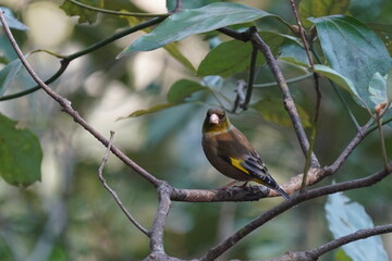 oriental greenfinch in the forest