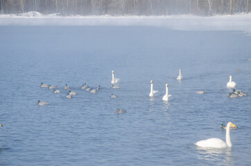 white swans. winter lake in the fog. lake in the fog with swans. a flock of swans swims on the water