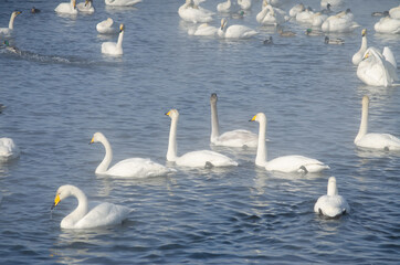 white swans. winter lake in the fog. lake in the fog with swans. a flock of swans swims on the water