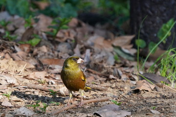 oriental greenfinch in the forest