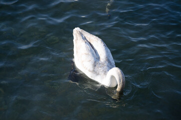 swan