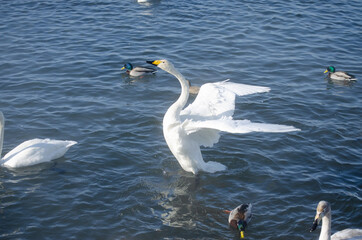 the white swan spread its wings. swan with spread wings on the lake.