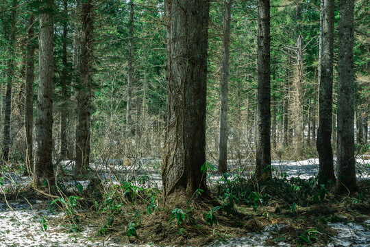 雪が残るドイツトウヒの森 © tetsusan