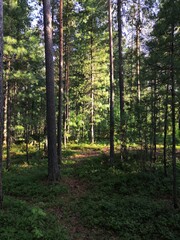 autumn forest in the morning