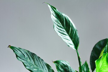 dark green large leaves of a home plant on a gray background close-up
