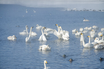 Fototapeta na wymiar white swan flaps its wings. the swan spread its wings on the lake. flock of swans on the lake in winter