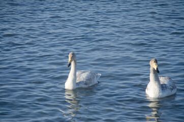 two swans are swimming