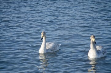 Obraz premium two swans are swimming