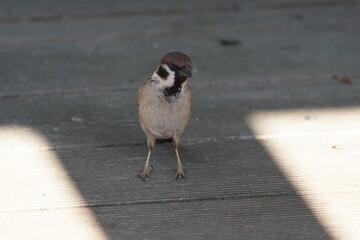 sparrow on the wood deck