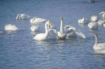 white swan flaps its wings. the swan spread its wings on the lake. flock of swans on the lake in winter