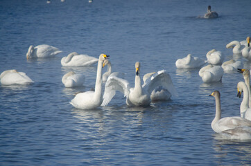 white swan flaps its wings. the swan spread its wings on the lake. flock of swans on the lake in winter