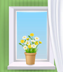 Window in interior, spring, flower pot with flowers daisy and dandelions on windowsill, curtains. Vector illustration template, isolated realistic, banner