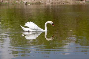 Naklejka na ściany i meble White swan floats on water