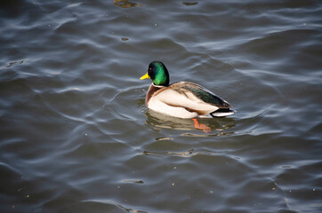 duck swims