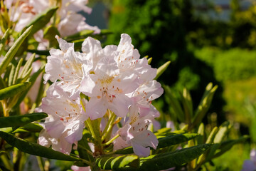 Bush of delicate pink flowers of azalea or Rhododendron plant in a sunny spring Japanese garden,beautiful floral background.Bright white rhododendron bush in full bloom with green leaves in the park.