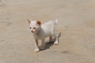 A little white kitten is looking for food in the yard during the daytime. A kitten looking for its mother. Confused cat.