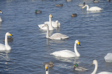 swans on the lake. white leprechaun swans in winter lake. swans and ducks swim on the water