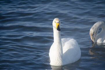white swan close up. beautiful swan on the water. mute swan