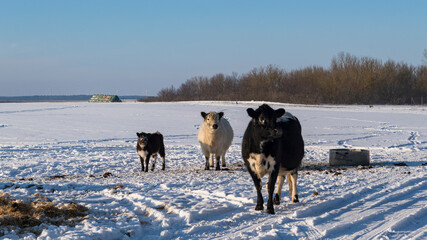 Schwarze und wei&szlig;e K&uuml;he im Schnee