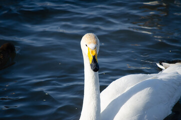 Obraz premium white swan close up. beautiful swan on the water. mute swan
