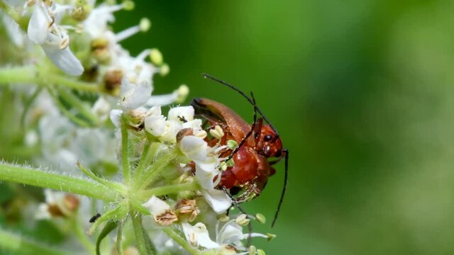 Pair of Soldier Beetle in copulation, their Latin name is Cantharis livida