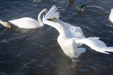 white swan flaps its wings. the swan spread its wings on the lake. beautiful swan close up